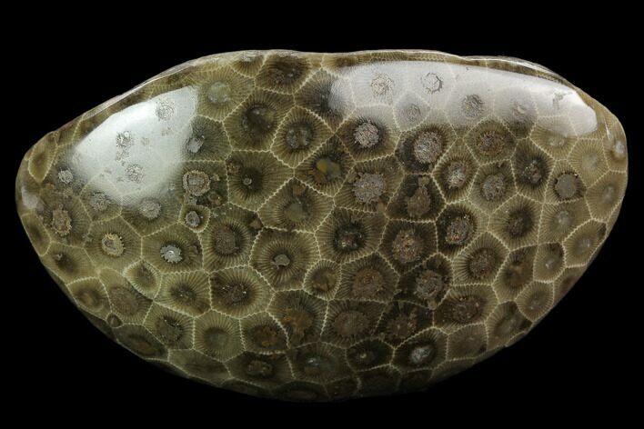 Polished Petoskey Stone (Fossil Coral) - Michigan #131090